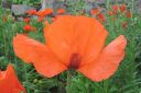 Tarhaidanunikko2C_Papaver_orientale_IMG_1128.jpg