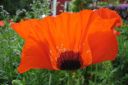 Tarhaidanunikko2C_Papaver_orientale_IMG_1132.jpg