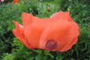 Tarhaidanunikko2C_Papaver_orientale_IMG_1136.jpg