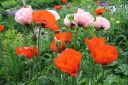 Tarhaidanunikko2C_Papaver_orientale_IMG_1139.jpg