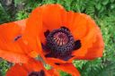 Tarhaidanunikko2C_Papaver_orientale_IMG_1140.jpg