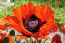 Tarhaidanunikko2C_Papaver_orientale_IMG_1342.jpg