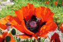 Tarhaidanunikko2C_Papaver_orientale_IMG_1343.jpg