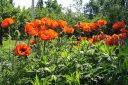 Tarhaidanunikko2C_Papaver_orientale_IMG_1678.jpg