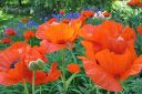 Tarhaidanunikko2C_Papaver_orientale_IMG_1692.jpg