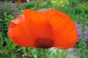 Tarhaidanunikko2C_Papaver_orientale_IMG_1761.jpg