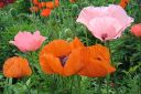 Tarhaidanunikko2C_Papaver_orientale_IMG_1766.jpg