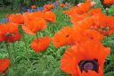 Tarhaidanunikko2C_Papaver_orientale_IMG_1869.jpg