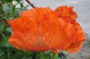 Tarhaidanunikko2C_Papaver_orientale_IMG_1988.jpg