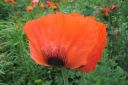 Tarhaidanunikko2C_Papaver_orientale_IMG_2027.jpg