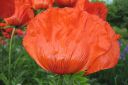 Tarhaidanunikko2C_Papaver_orientale_IMG_2036.jpg