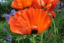 Tarhaidanunikko2C_Papaver_orientale_IMG_2047.jpg