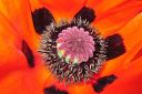 Tarhaidanunikko2C_Papaver_orientale_IMG_2452.jpg