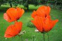 Tarhaidanunikko2C_Papaver_orientale_IMG_2577.jpg