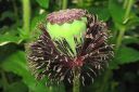 Tarhaidanunikko2C_Papaver_orientale_IMG_2951.jpg