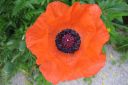 Tarhaidanunikko2C_Papaver_orientale_IMG_2984.jpg