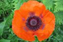 Tarhaidanunikko2C_Papaver_orientale_IMG_2987.jpg