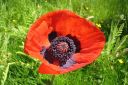 Tarhaidanunikko2C_Papaver_orientale_IMG_3831.jpg