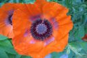 Tarhaidanunikko2C_Papaver_orientale_IMG_4212.jpg