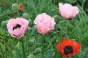 Tarhaidanunikko2C_Papaver_orientale__Coral_Reef__IMG_0989.jpg