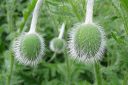 Tarhaidanunikko2C_Papaver_orientale__Olympia__IMG_0003.jpg