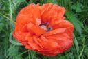 Tarhaidanunikko2C_Papaver_orientale__Olympia__IMG_0164.jpg