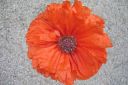 Tarhaidanunikko2C_Papaver_orientale__Olympia__IMG_0512.jpg