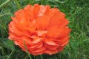 Tarhaidanunikko2C_Papaver_orientale__Olympia__IMG_0515.jpg