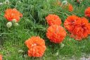 Tarhaidanunikko2C_Papaver_orientale__Olympia__IMG_0722.jpg