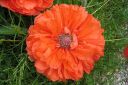 Tarhaidanunikko2C_Papaver_orientale__Olympia__IMG_0723.jpg