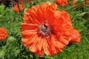 Tarhaidanunikko2C_Papaver_orientale__Olympia__IMG_3902.jpg