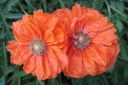 Tarhaidanunikko2C_Papaver_orientale__Olympia__IMG_9664.jpg