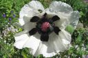 Tarhaidanunikko2C_Papaver_orientale__Royal_Wedding__IMG_1344.jpg