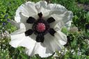 Tarhaidanunikko2C_Papaver_orientale__Royal_Wedding__IMG_1347.jpg