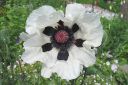 Tarhaidanunikko2C_Papaver_orientale__Royal_Wedding__IMG_1409.jpg