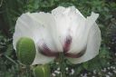 Tarhaidanunikko2C_Papaver_orientale__Royal_Wedding__IMG_1769.jpg