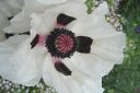 Tarhaidanunikko2C_Papaver_orientale__Royal_Wedding__IMG_1883.jpg