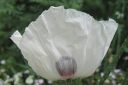 Tarhaidanunikko2C_Papaver_orientale__Royal_Wedding__IMG_2746.jpg