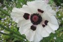 Tarhaidanunikko2C_Papaver_orientale__Royal_Wedding__IMG_2747.jpg