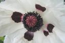 Tarhaidanunikko2C_Papaver_orientale__Royal_Wedding__IMG_2748.jpg