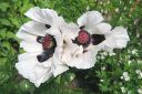 Tarhaidanunikko2C_Papaver_orientale__Royal_Wedding__IMG_5337.jpg