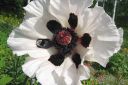 Tarhaidanunikko2C_Papaver_orientale__Royal_Wedding__IMG_5339.jpg