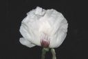 Tarhaidanunikko2C_Papaver_orientale__Royal_Wedding__IMG_7717.jpg