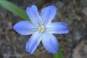 Tarhakevattahti2C_Scilla_x_allenii_IMG_0161.jpg