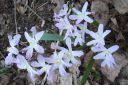 Tarhakevattahti2C_Scilla_x_allenii_IMG_0221.jpg