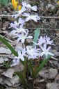 Tarhakevattahti2C_Scilla_x_allenii_IMG_0223.jpg