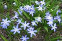 Tarhakevattahti2C_Scilla_x_allenii_IMG_1123.jpg