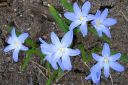 Tarhakevattahti2C_Scilla_x_allenii_IMG_5741.jpg