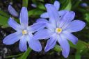 Tarhakevattahti2C_Scilla_x_allenii_IMG_6318.jpg