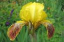 Tarhakurjenmiekka2C_Iris_germanica_IMG_1096.jpg